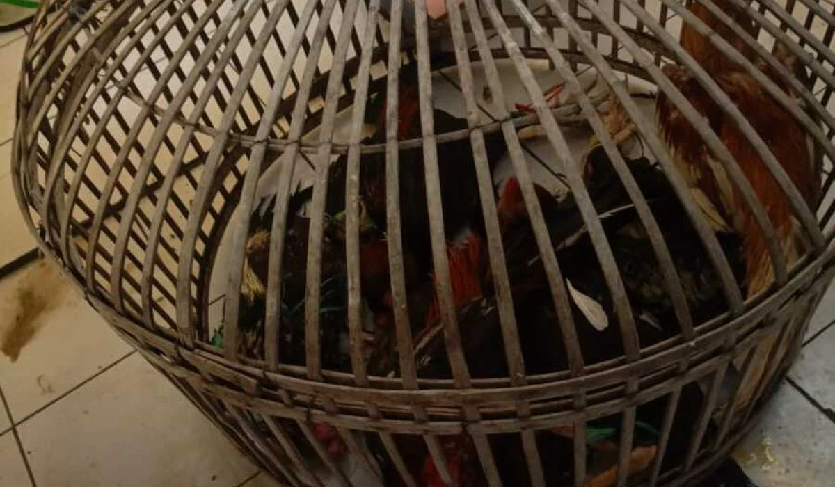 Gerebek-Sabung-Ayam-di-Bandung,-Polisi-Amankan-Barang-Bukti-dan-Pelaku