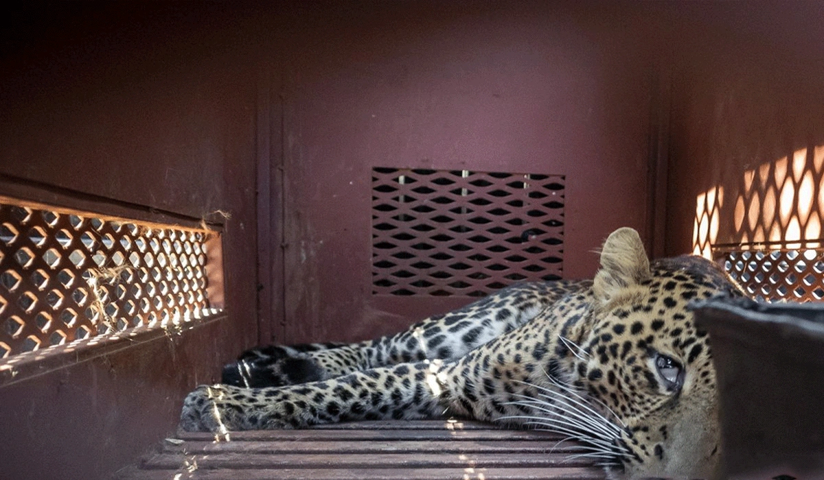 Macan-Tutul-Masuk-Hotel-di-Bandung,-Diamankan-ke-Lembang-Park-Zoo