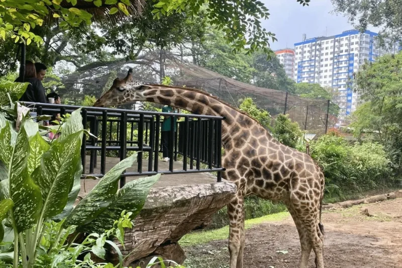 YMT Tegaskan Pengelolaan Bandung Zoo Bebas Konflik Internal