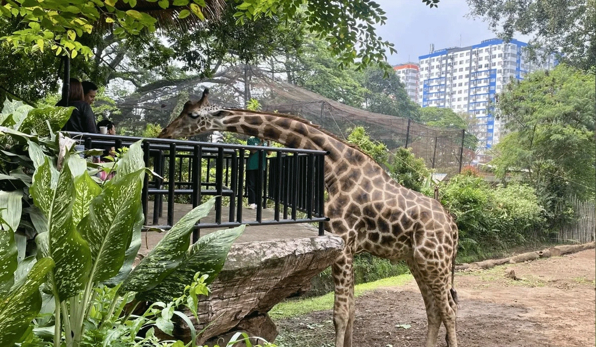 YMT-Tegaskan-Pengelolaan-Bandung-Zoo-Bebas-Konflik-Internal