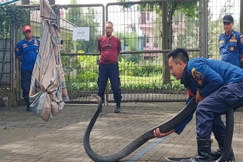 Cara Damkar Bandung Tangani Ular Berbisa: Cepat Dan Profesional