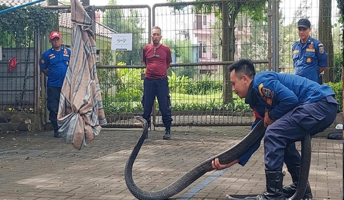 Cara Damkar Bandung Tangani Ular Berbisa: Cepat Dan Profesional